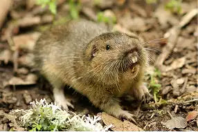 Botta’s Pocket Gopher