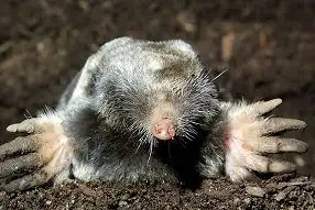 Broad Footed Mole