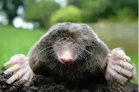 Coast Mole