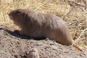 Desert Pocket Gopher
