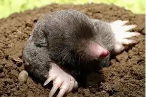 Eastern Mole