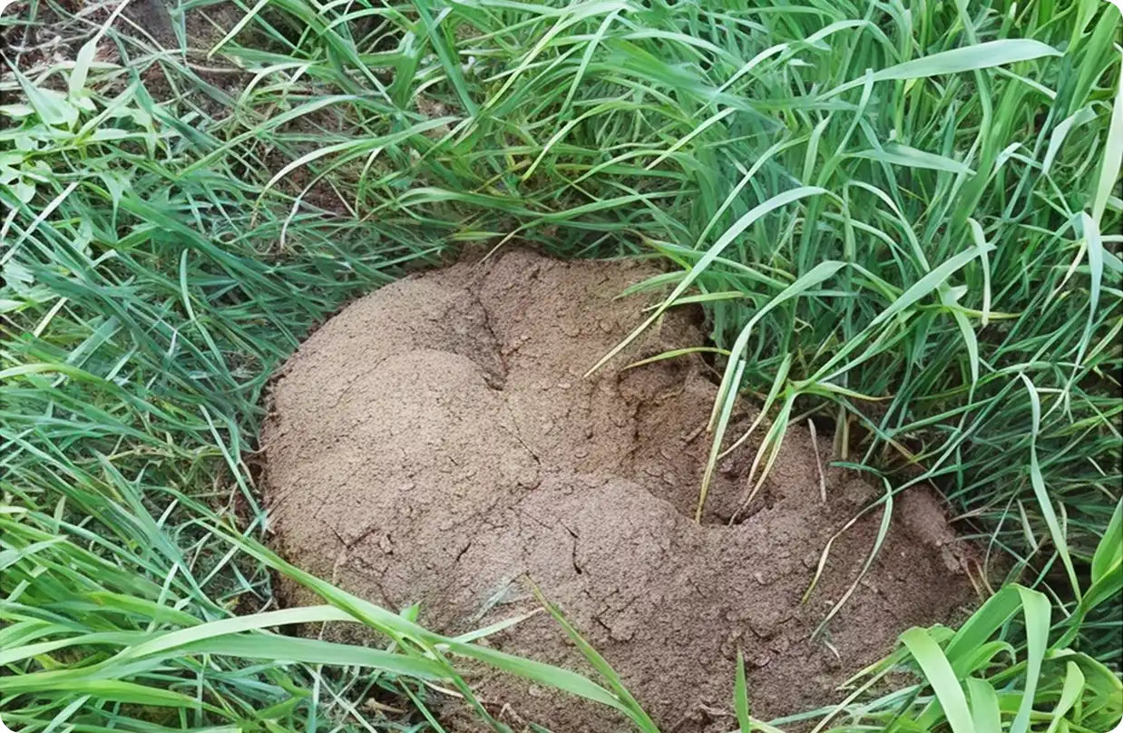 Gopher