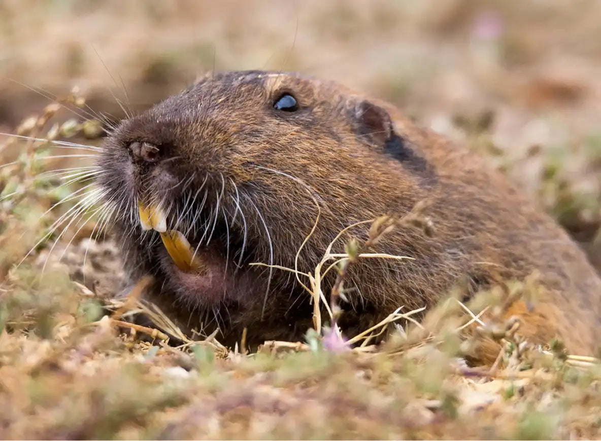 Gophers