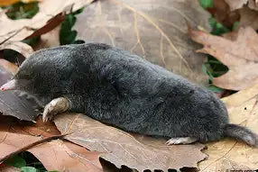 Hairy Tailed Mole