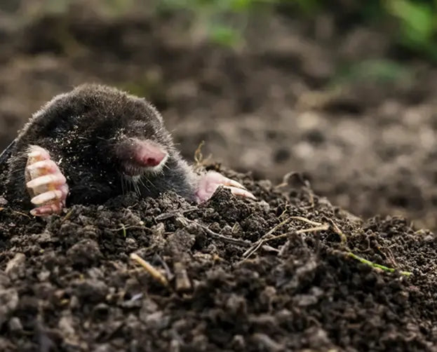 You're Dealing with a Gopher Infestation