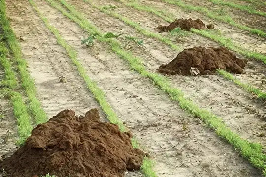 Mole Mound