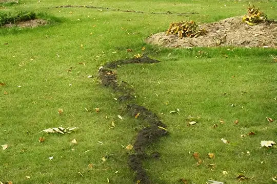 Mole Surface Trail
