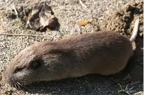 Northern Pocket Gopher