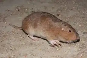 Plains Pocket Gopher