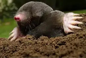 Star Nosed Mole