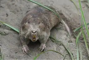 Southeastern Pocket Gopher