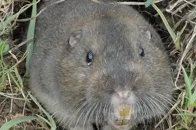 Southern Pocket Gopher