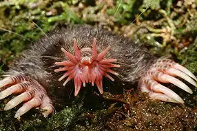 Star Nosed Mole