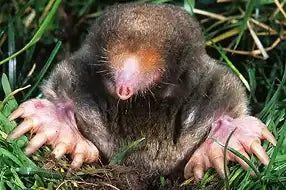 Townsend's Mole