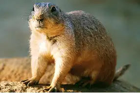 Yellow Faced Pocket Gopher