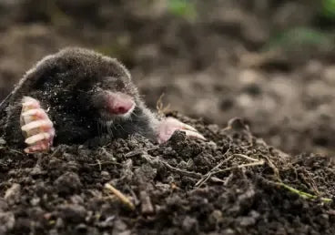 Shop Mole Traps
