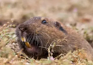 Shop Gopher Traps