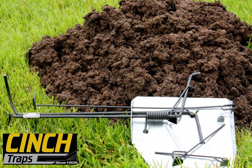 Mole Trap Cinch Traps The Best Mole & Gopher Trap