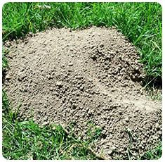 gopher mounds mole moles mound