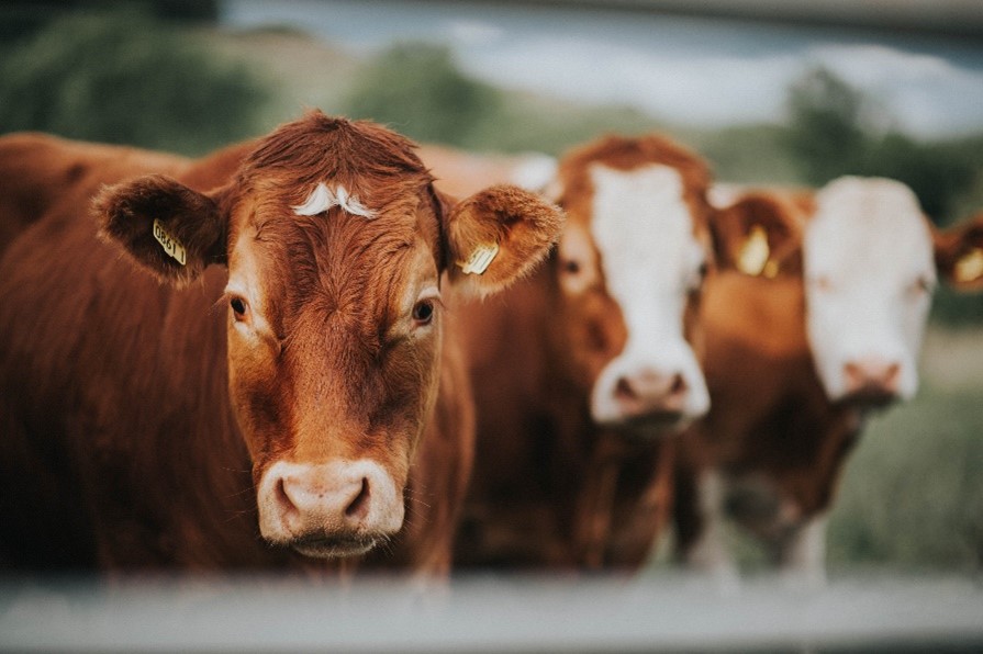 meat, dairy and oils
