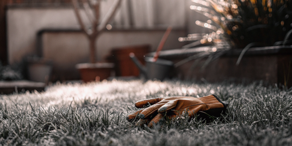 Gardening glove on a lawn, ready to get rid of gophers in the yard.