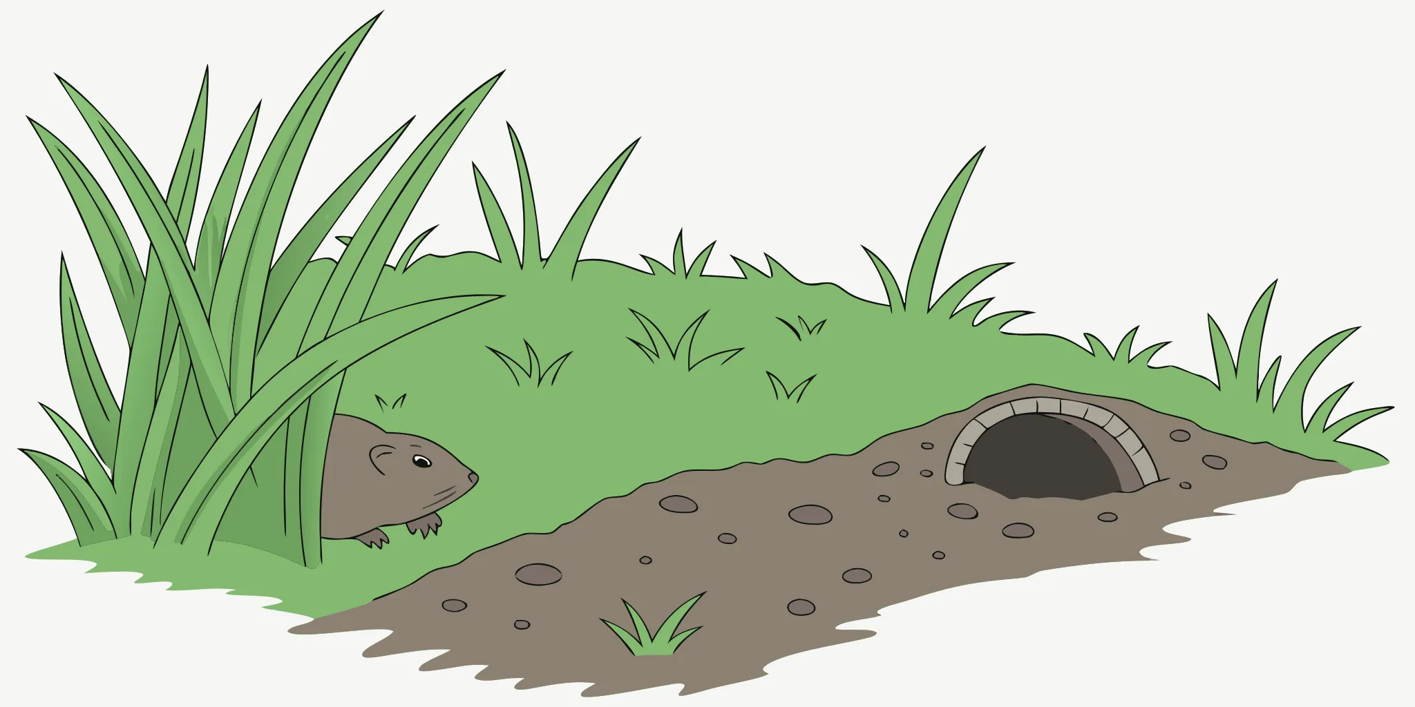 A durable gopher trap placed by a gopher hole in a Sacramento, California yard.