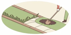 Preparing a mole tunnel with a shovel to set a scissor claw mole trap.