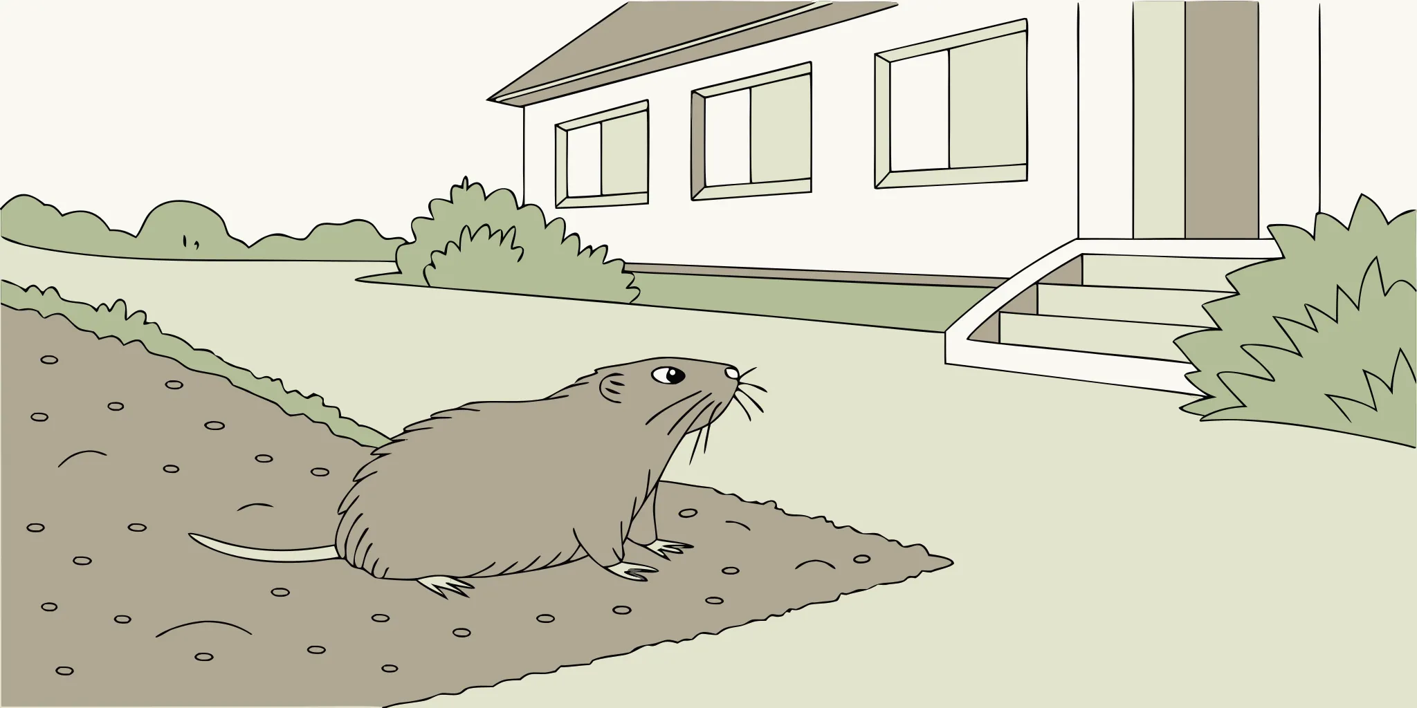 A gopher creating a mound in a yard, a problem for a reusable gopher trap for sale.
