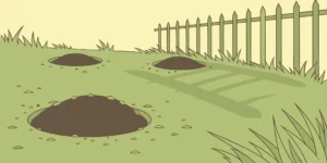 Active mole tunnels in a lawn, an ideal spot to set the best mole trap for tunnels.