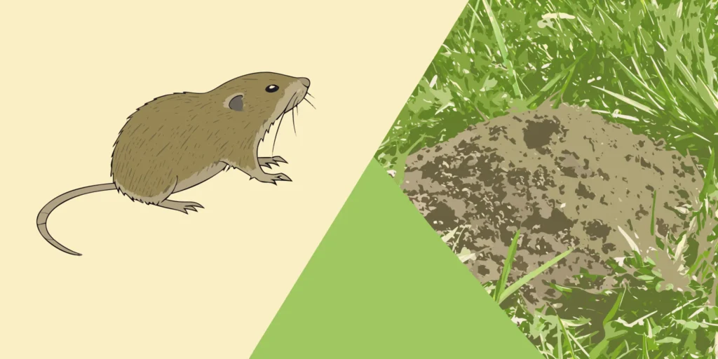 Comparison of gopher holes and mole tunnels in a lawn