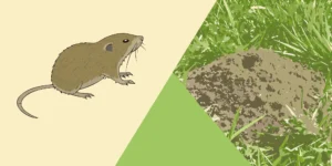 Comparison of gopher holes and mole tunnels in a lawn
