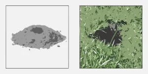 Gopher mounds vs mole mounds comparison showing mound shapes