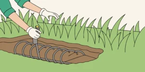 Mole trap positioned in an active lawn tunnel