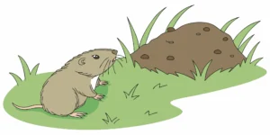 Pocket gopher beside a fresh soil mound in a lawn