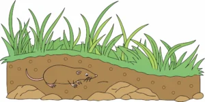 Cross-section showing what do moles eat beneath a lawn