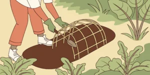 A gardener placing a Cinch gopher trap in a tunnel in a vegetable garden with warm sunlight filtering through leaves