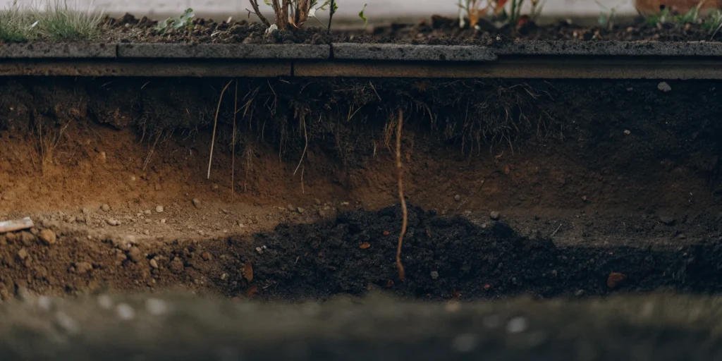 A cross-section of a mole tunnel showing where to set a mole trap.